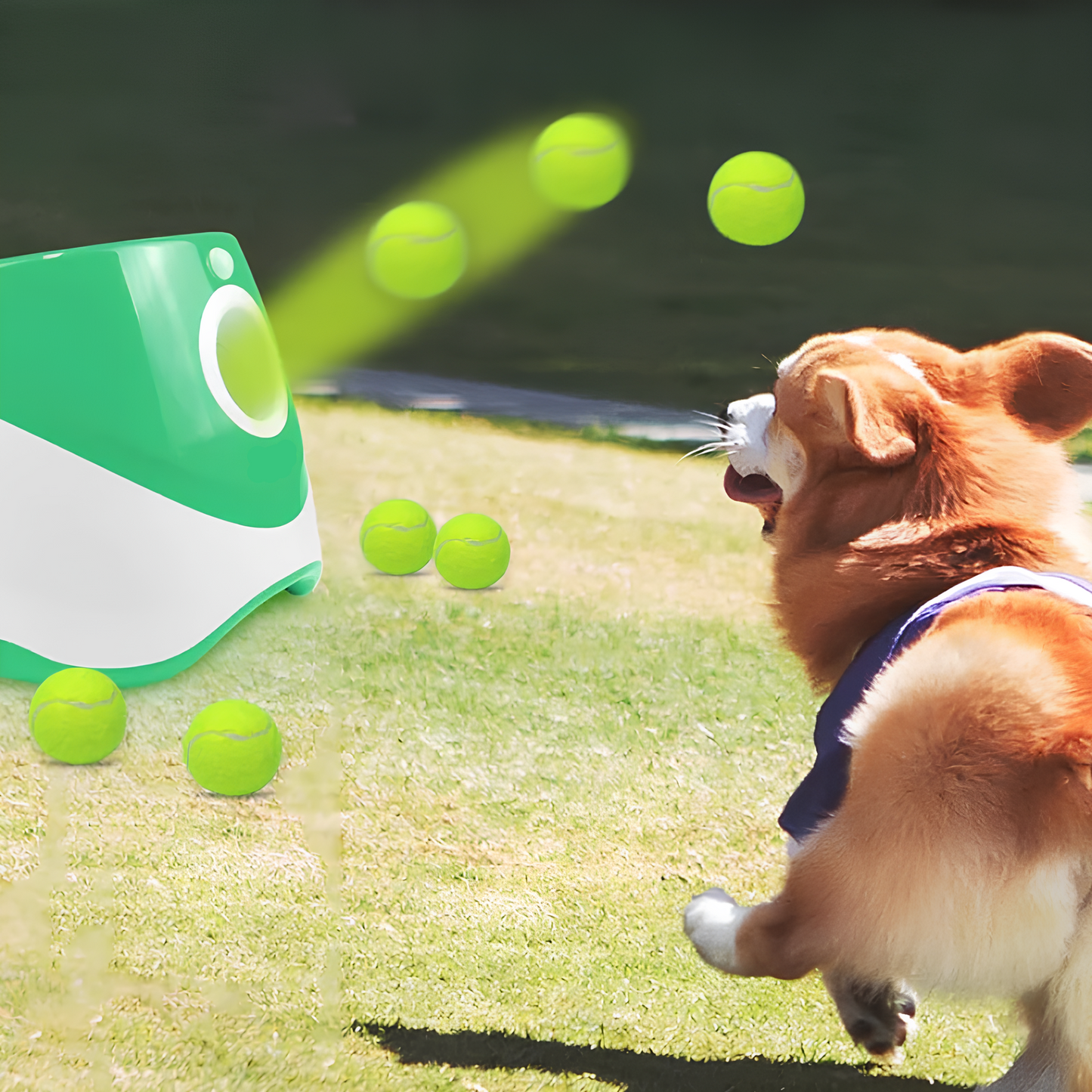 Bau & Miao™ Ball Thrower – Automatic Ball Toy